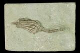 Fossil Crinoid (Macrocrinus) - Crawfordsville, Indiana #150422-1